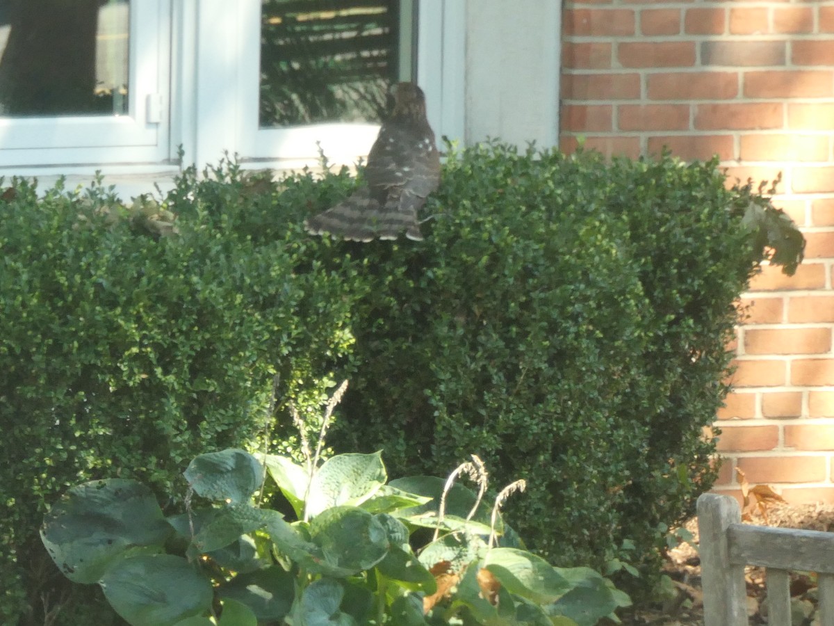 Cooper's Hawk - ML256389231