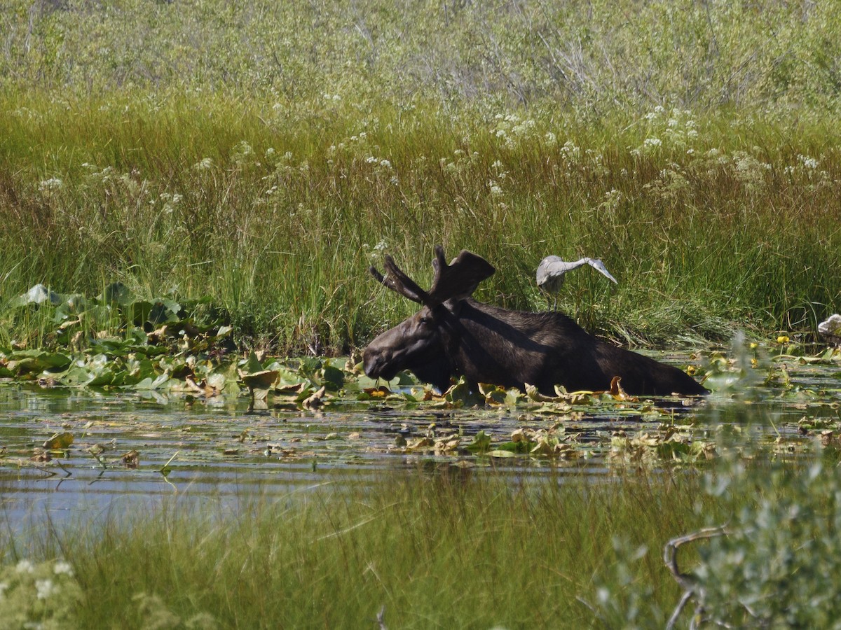 Great Blue Heron (Great Blue) - ML256389741