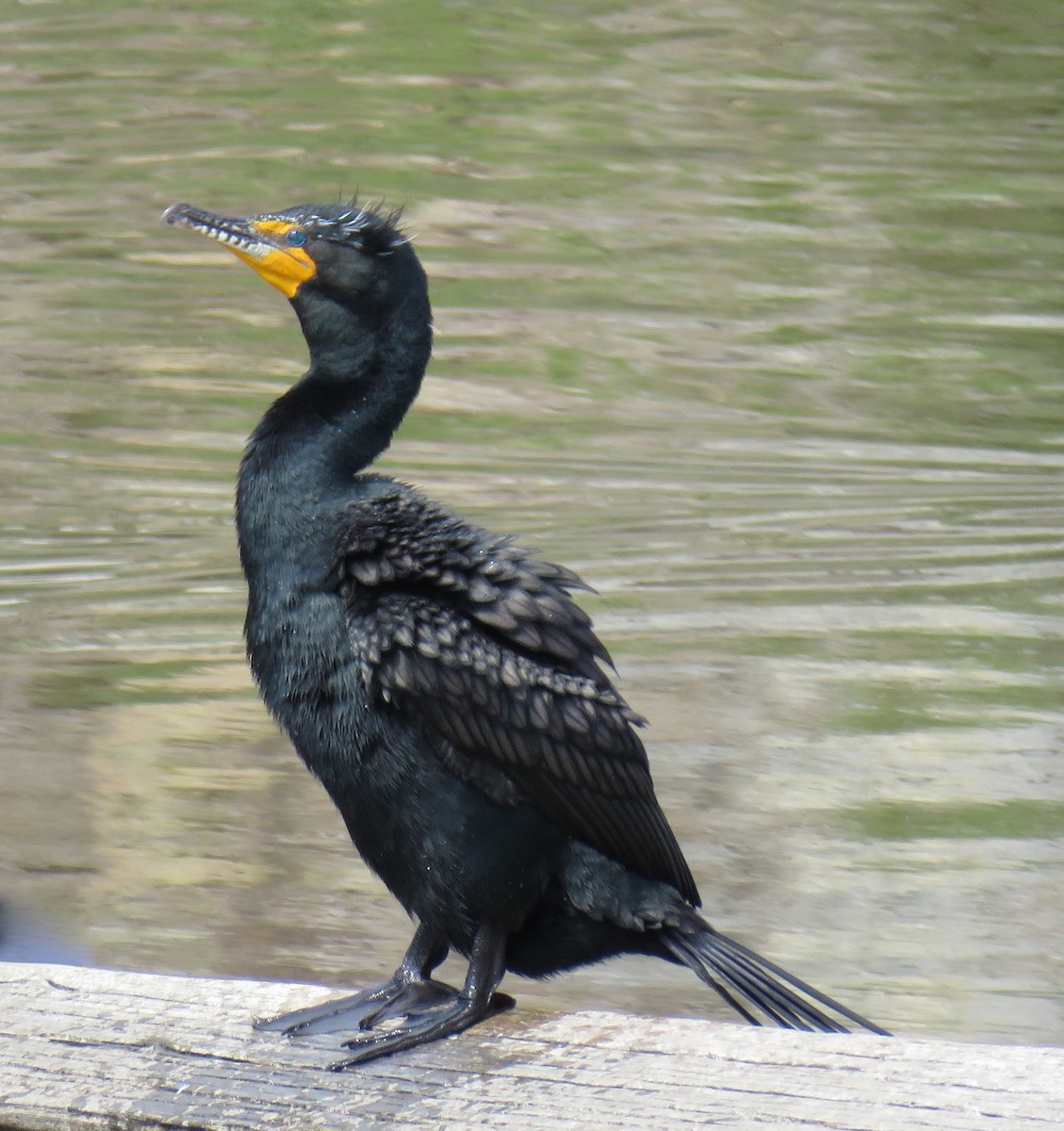 Double-crested Cormorant - ML25639021