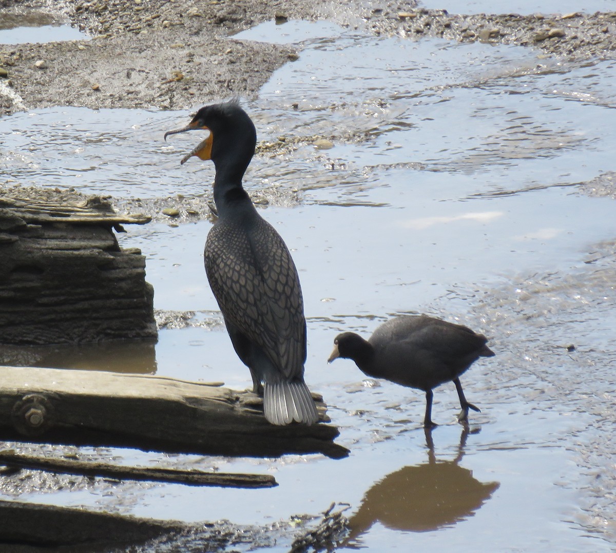 Double-crested Cormorant - ML25639091