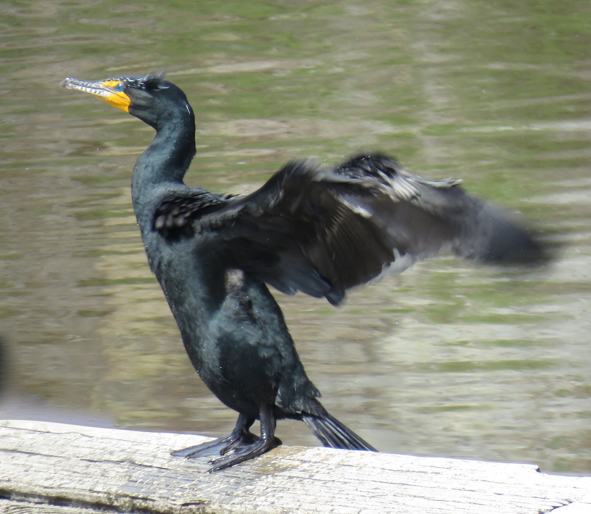 Double-crested Cormorant - ML25639251