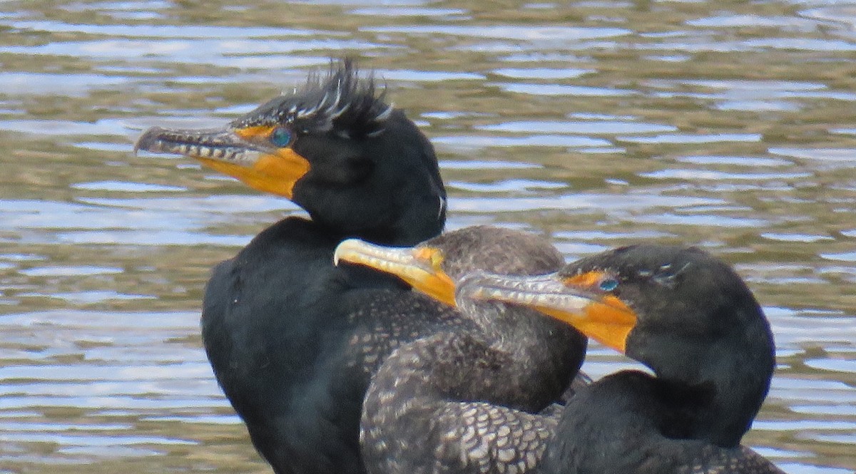 Double-crested Cormorant - ML25639271
