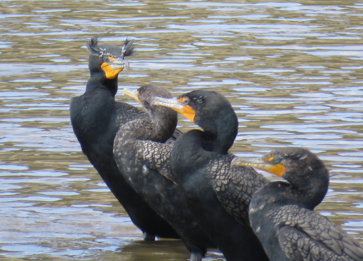 Double-crested Cormorant - ML25639281