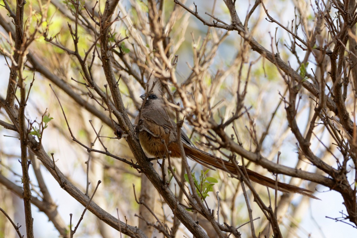 Speckled Mousebird - ML256395591