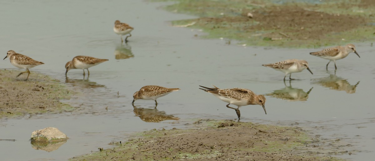 Baird's Sandpiper - ML256397431