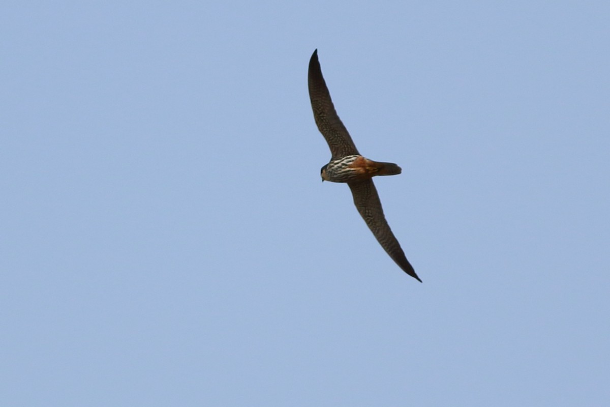 Eurasian Hobby - Sérgio Correia