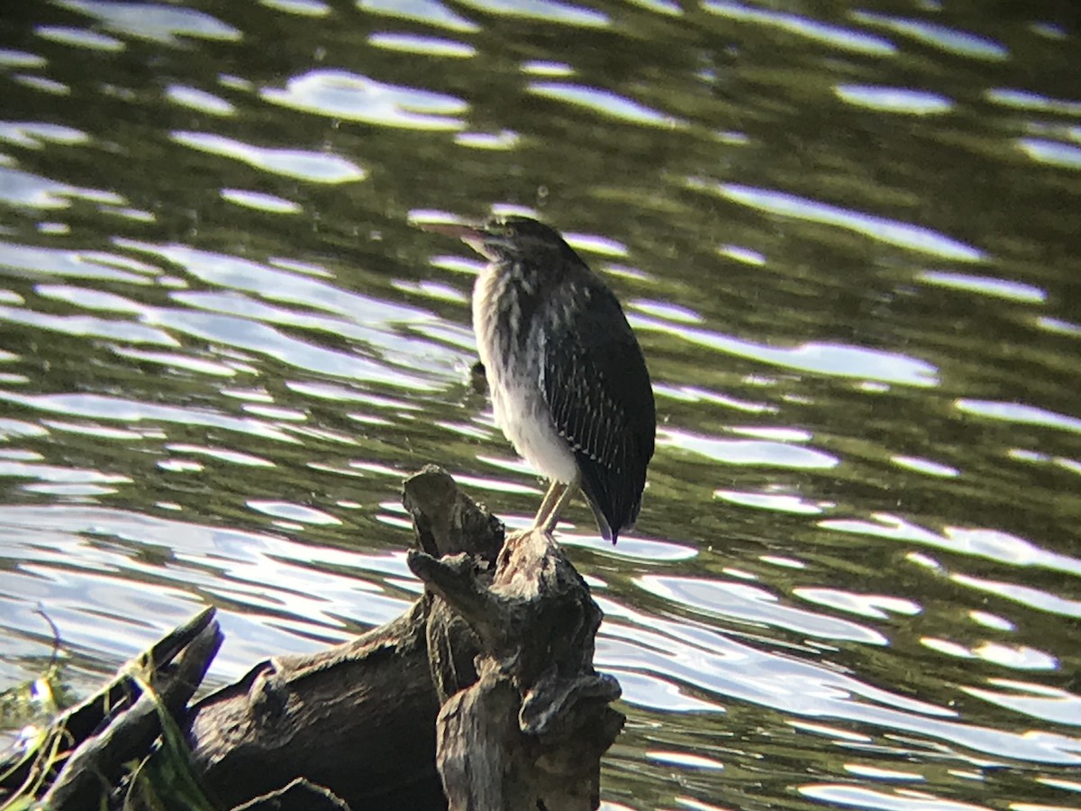 Héron vert - ML256398911