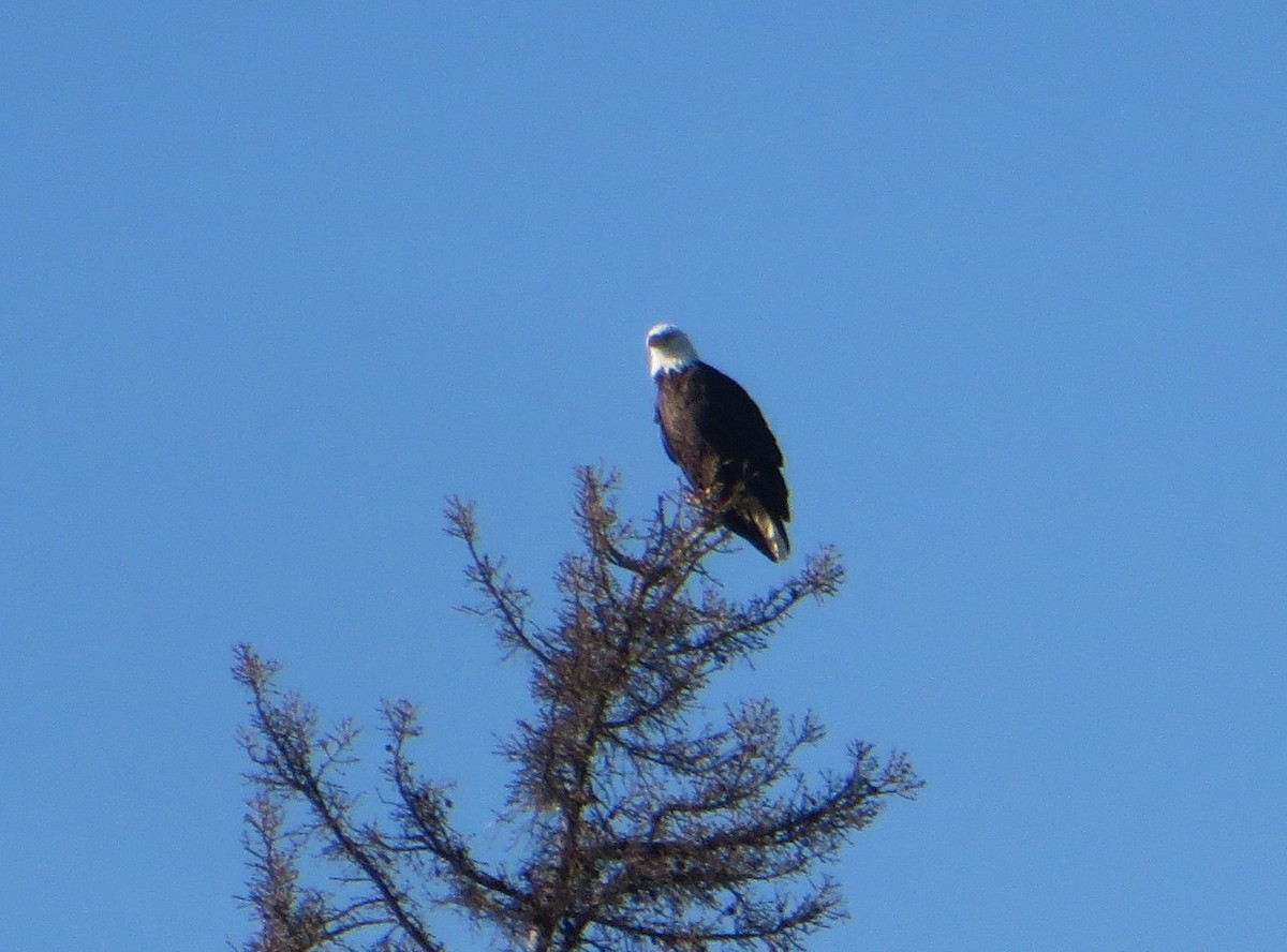 Bald Eagle - ML256401661