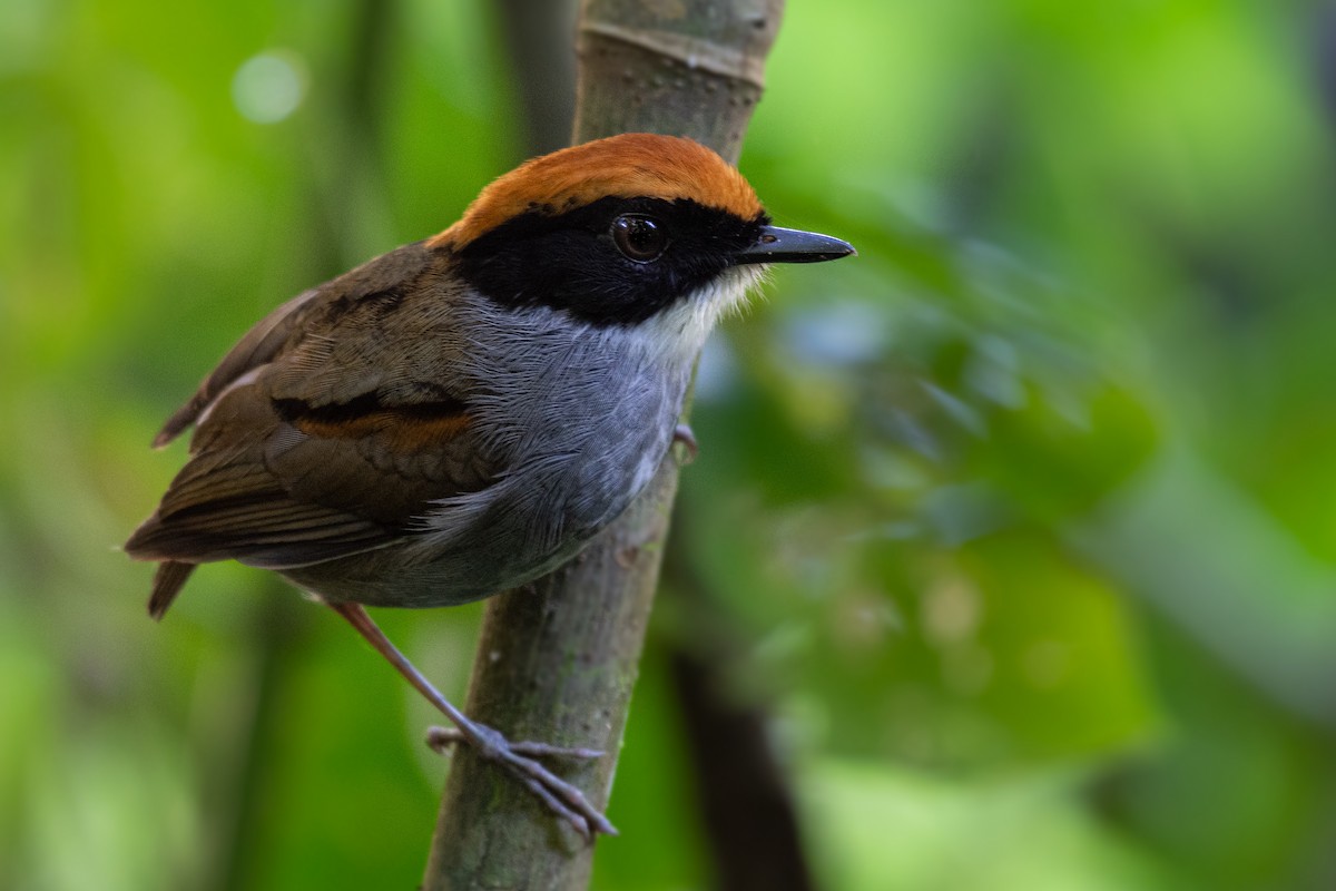 Black-cheeked Gnateater - ML256403831