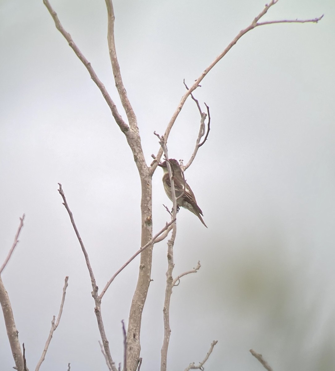 Olive-sided Flycatcher - Ed Blitch