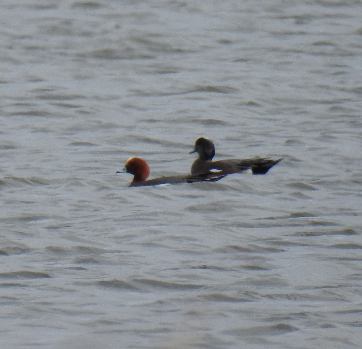 Eurasian Wigeon - ML25640581