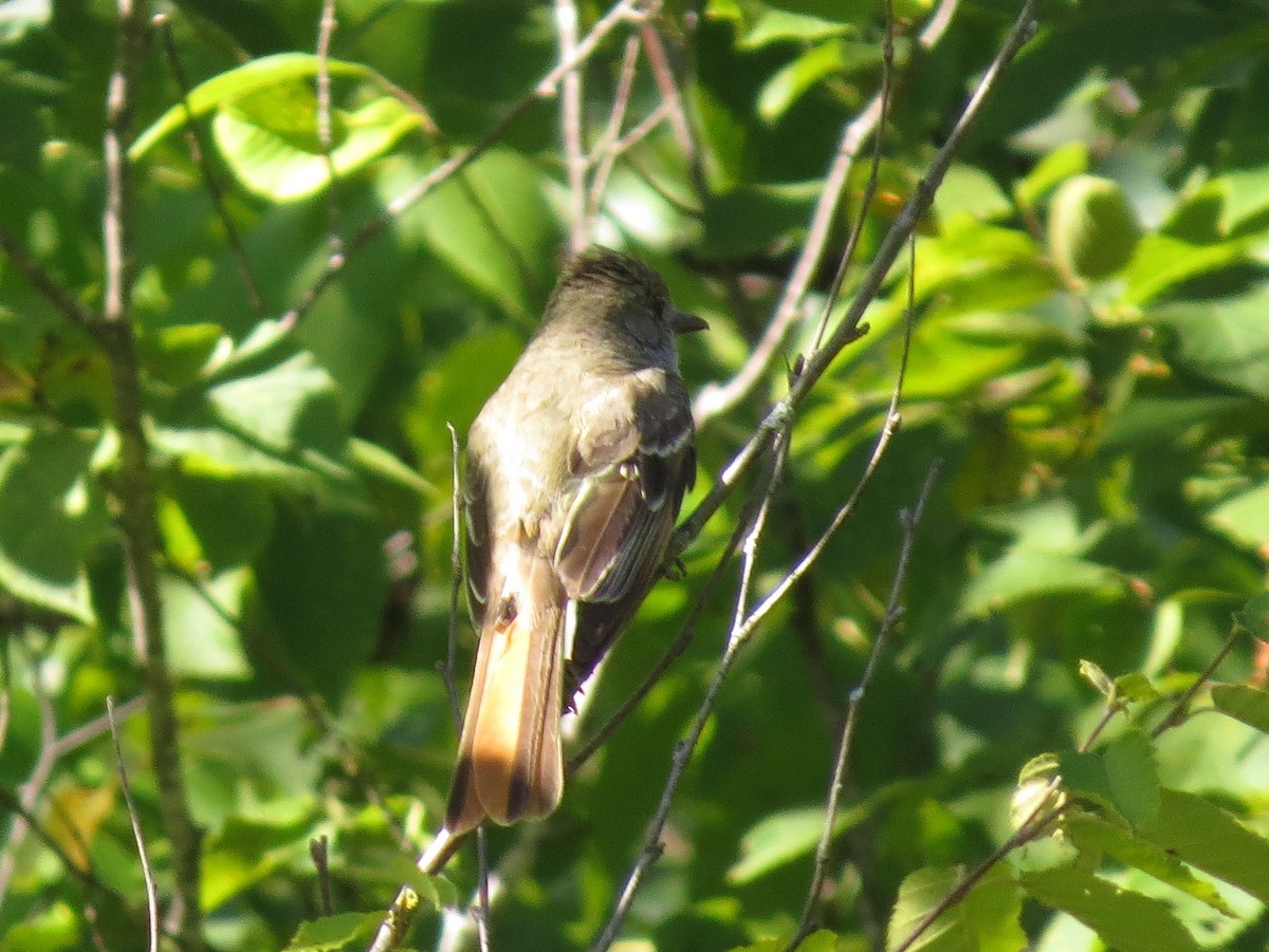 Great Crested Flycatcher - ML256406591