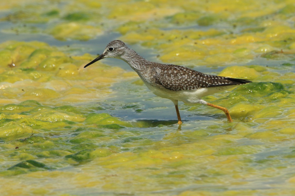 Lesser Yellowlegs - ML256406651