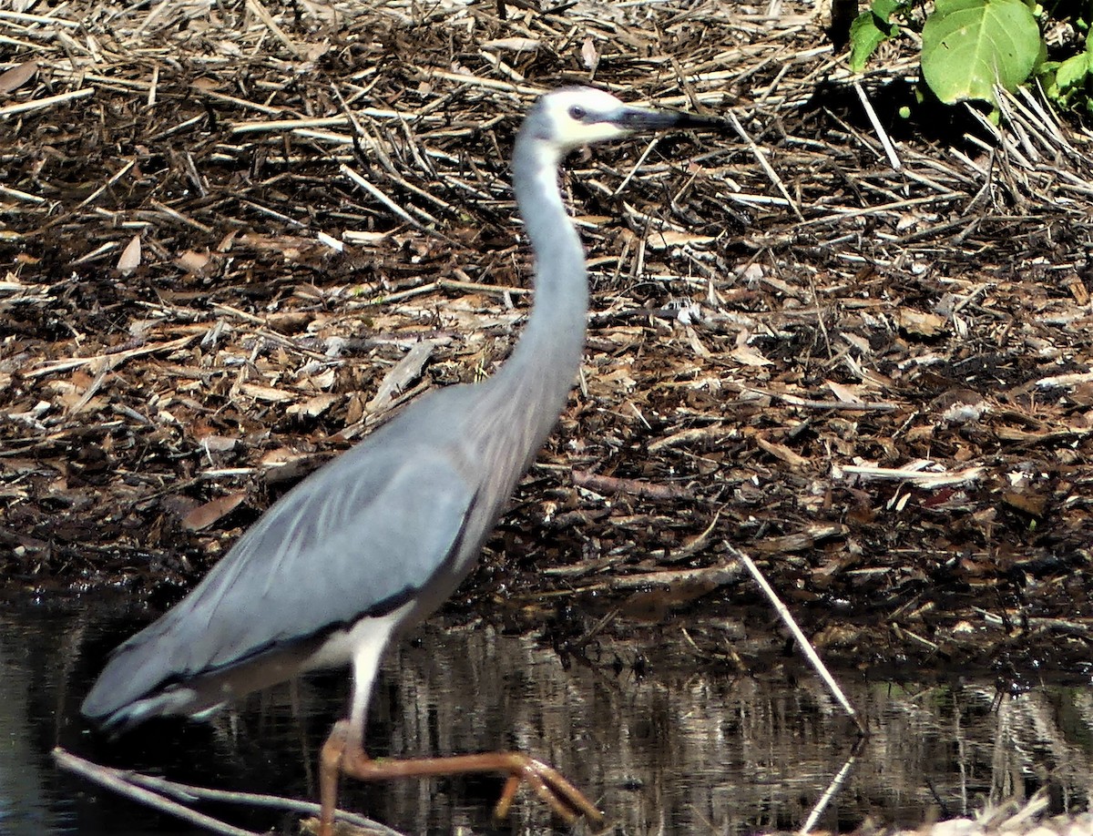 White-faced Heron - ML256406711