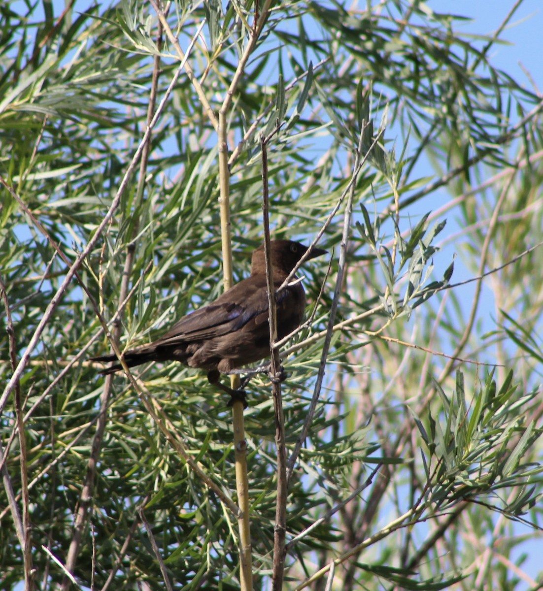 Common Grackle - ML256408641