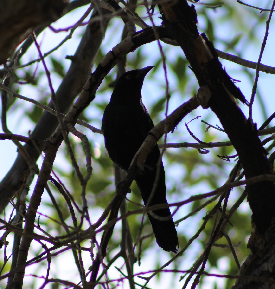 Common Grackle - ML256408651