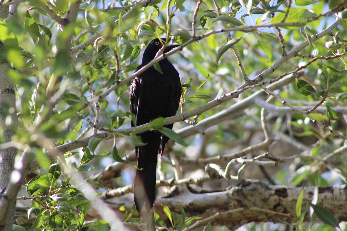 Common Grackle - ML256408691