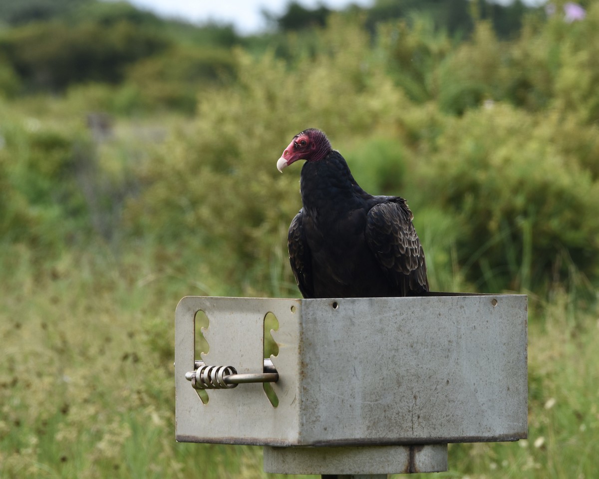 Turkey Vulture - ML256408701