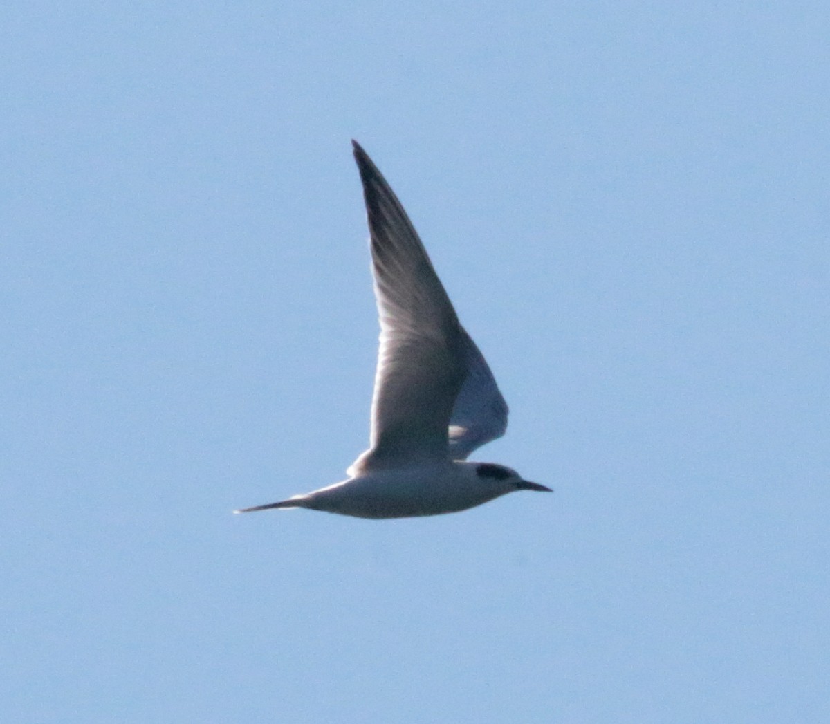 Forster's Tern - ML256409071