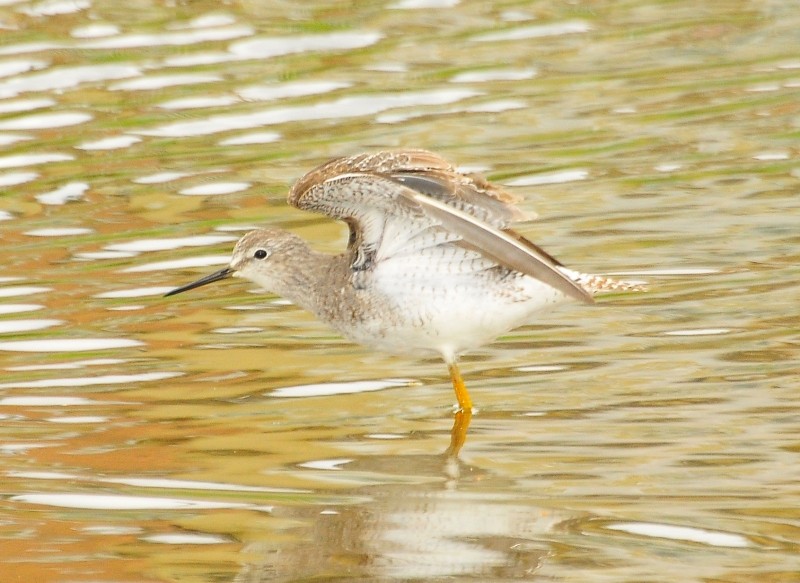 Lesser Yellowlegs - Luciana Chiyo