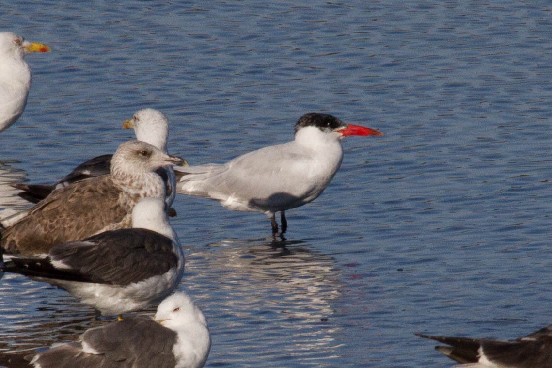 Caspian Tern - Miguel Domínguez-Santaella