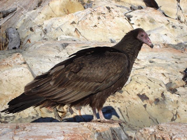 Turkey Vulture - ML256412471