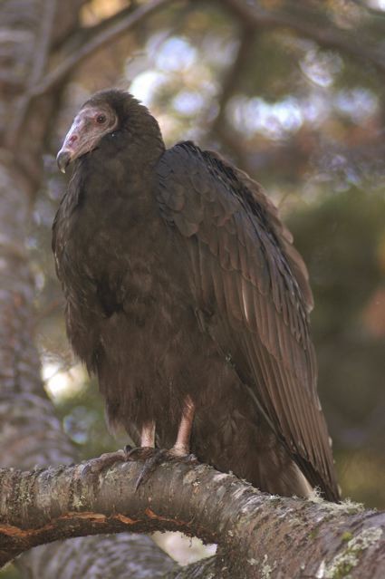 Turkey Vulture - ML256412491