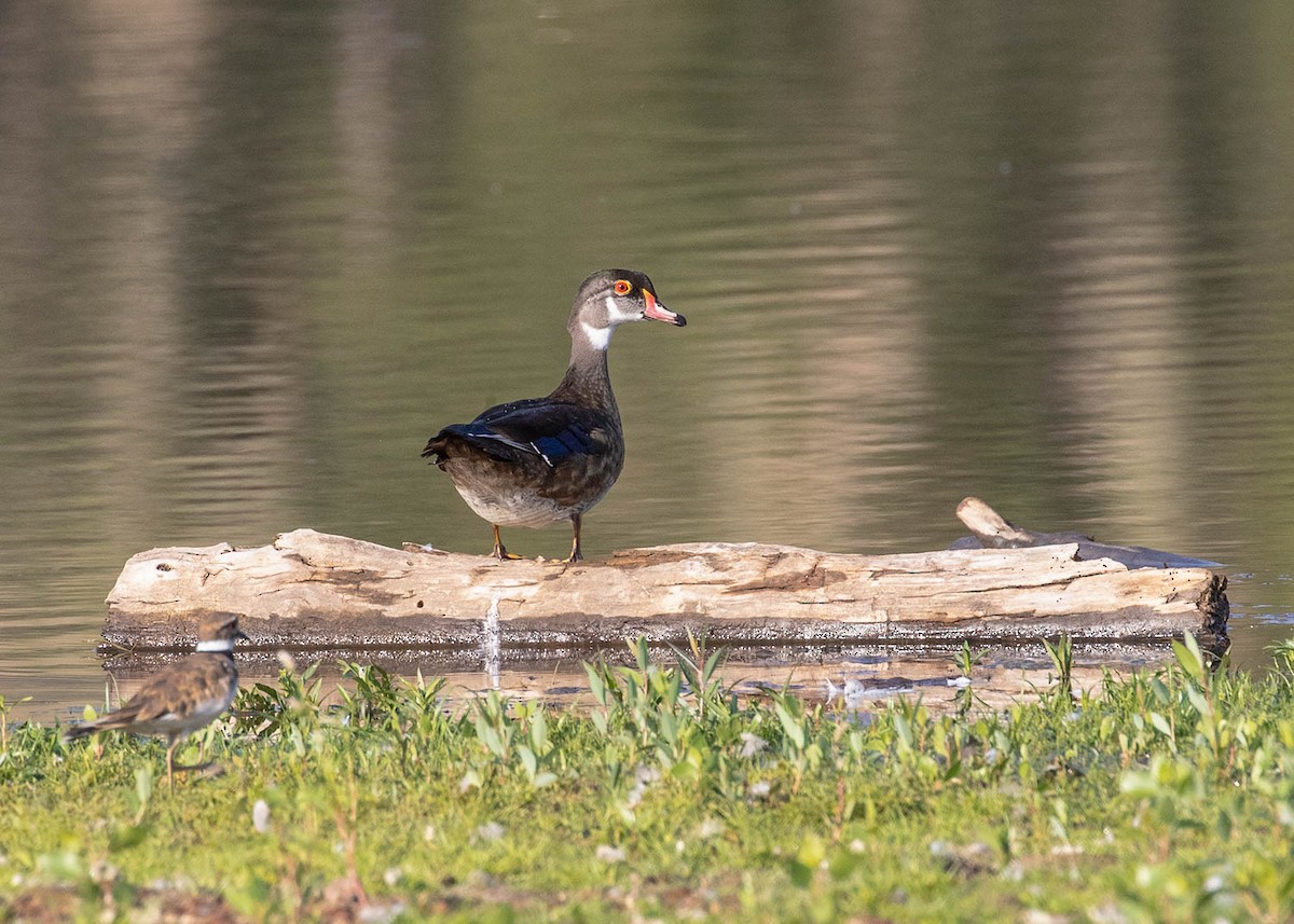 Wood Duck - ML256413441