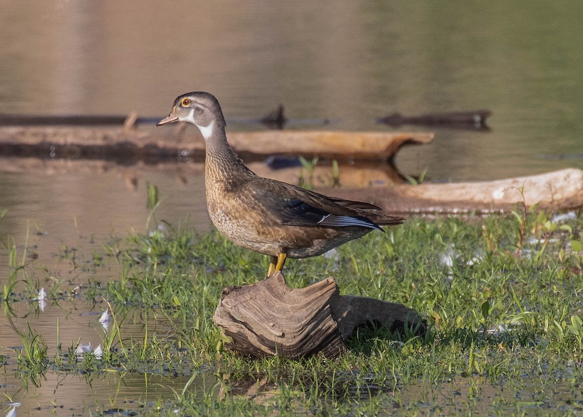 Wood Duck - ML256413451
