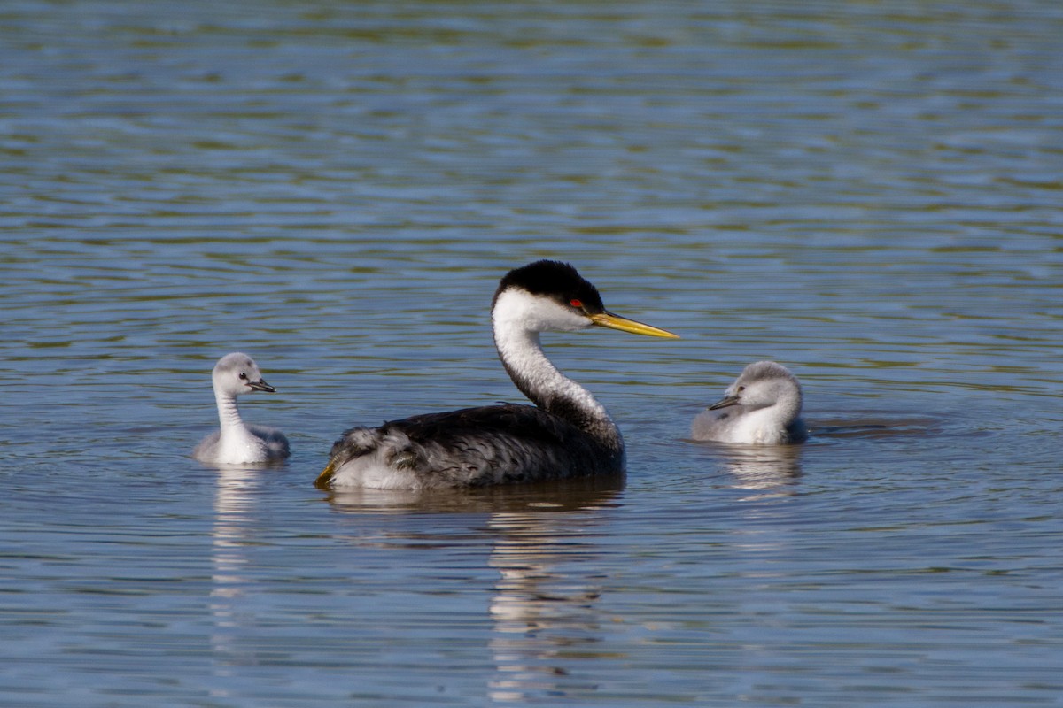 Western Grebe - Graham Deese
