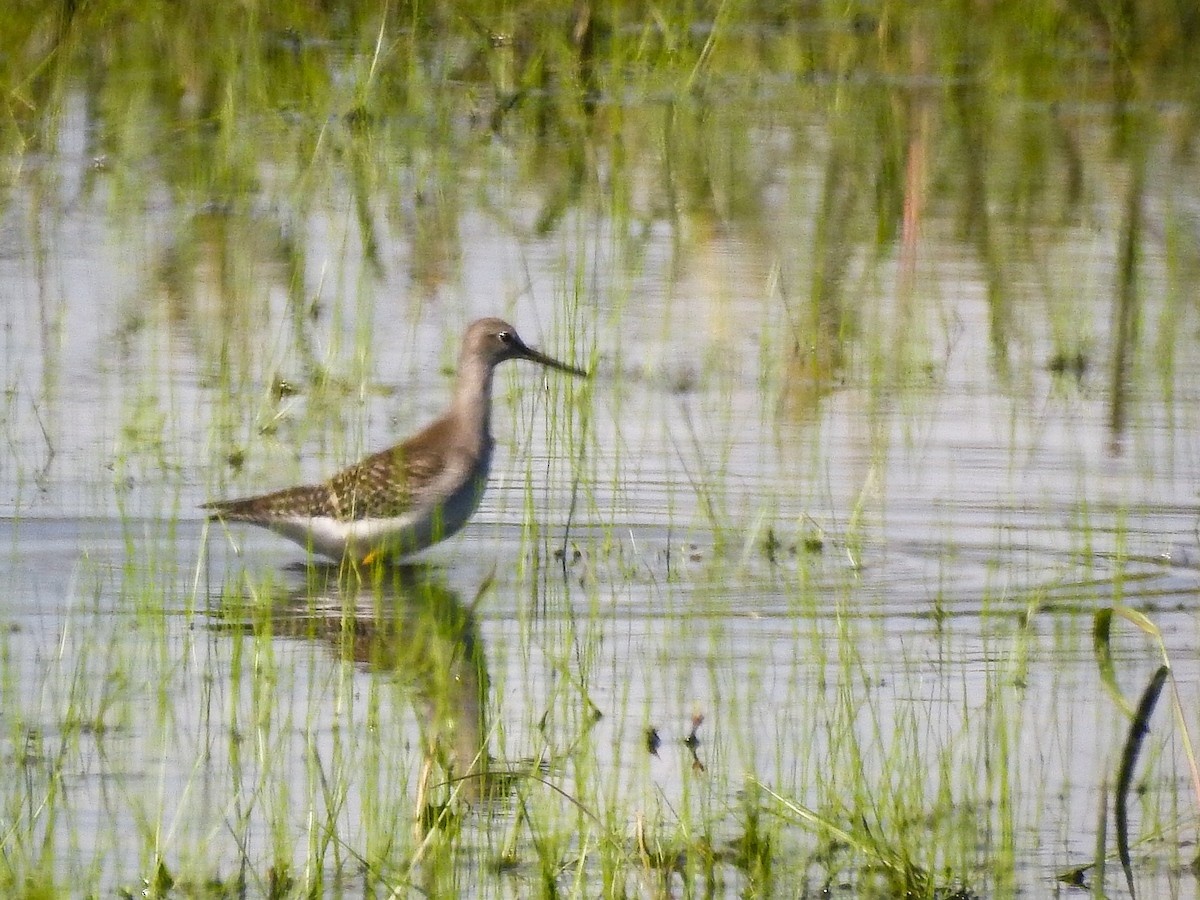 Greater Yellowlegs - Jim Waples