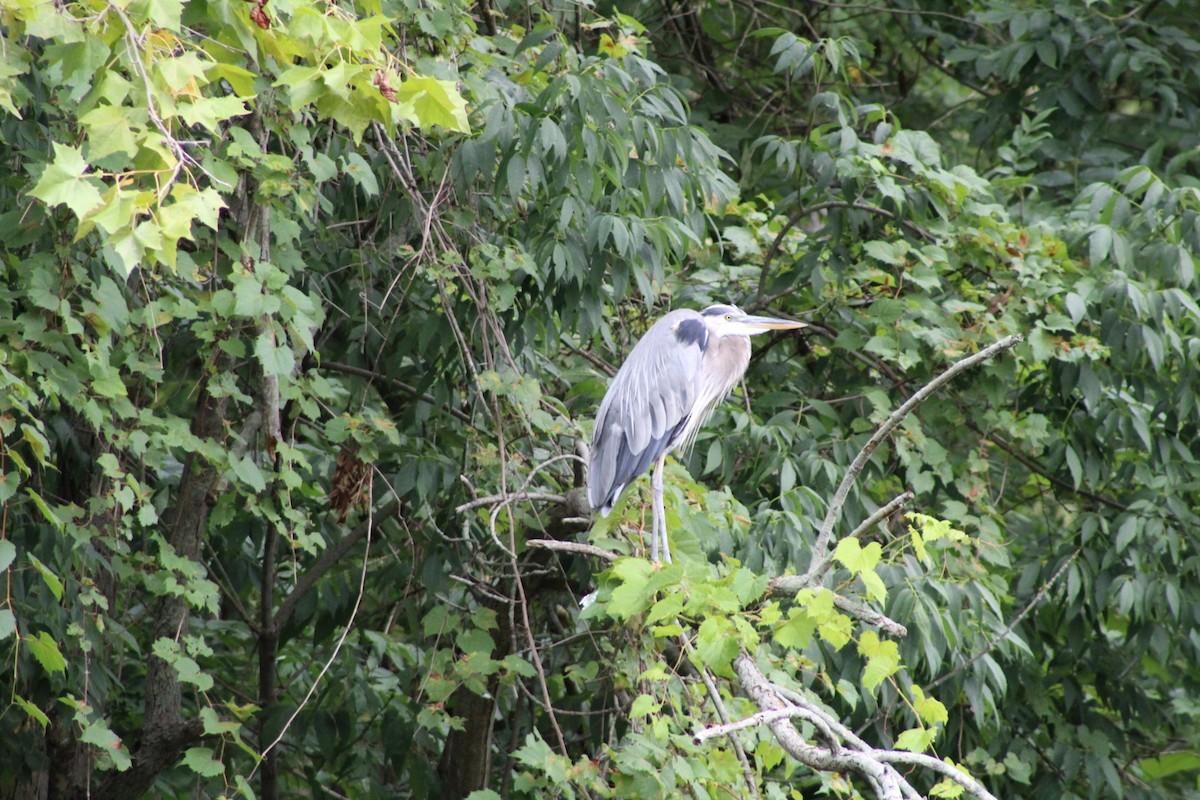 Чапля північна - ML256415441