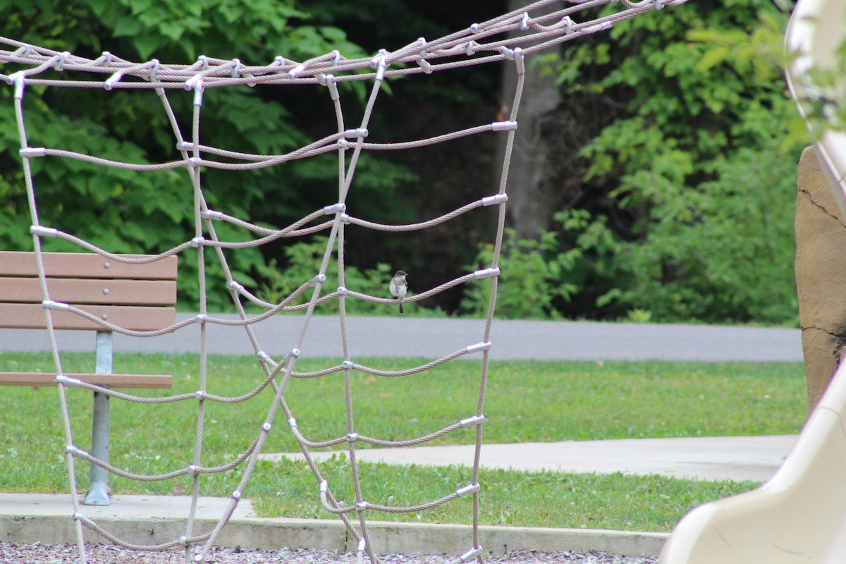 Феб буроспинний - ML256415451