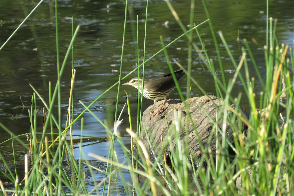 Northern Waterthrush - ML256415831