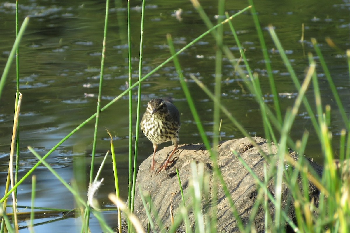 Northern Waterthrush - ML256415851