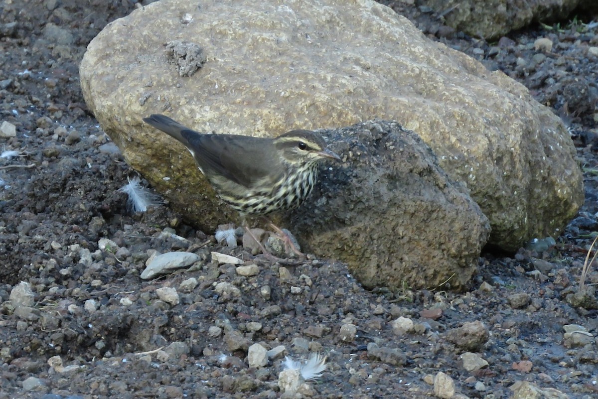 Northern Waterthrush - ML256415911