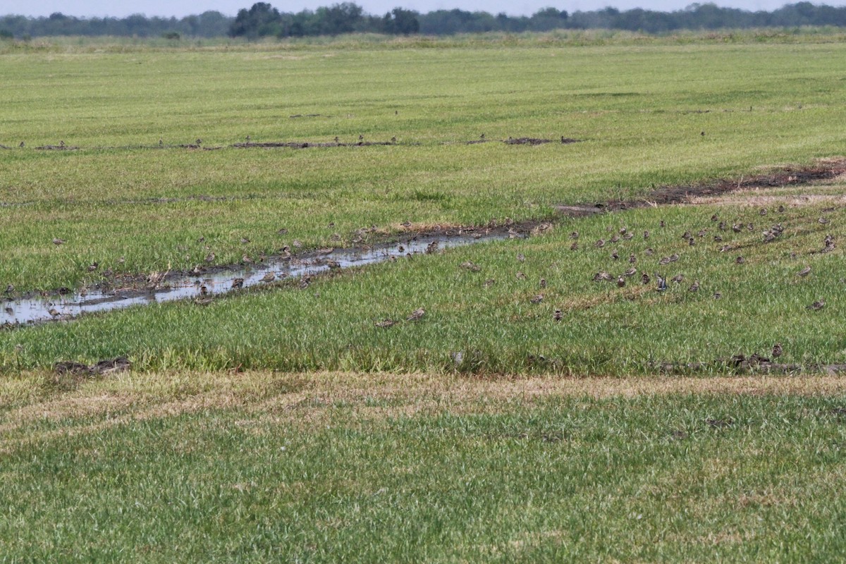 Buff-breasted Sandpiper - ML256415971
