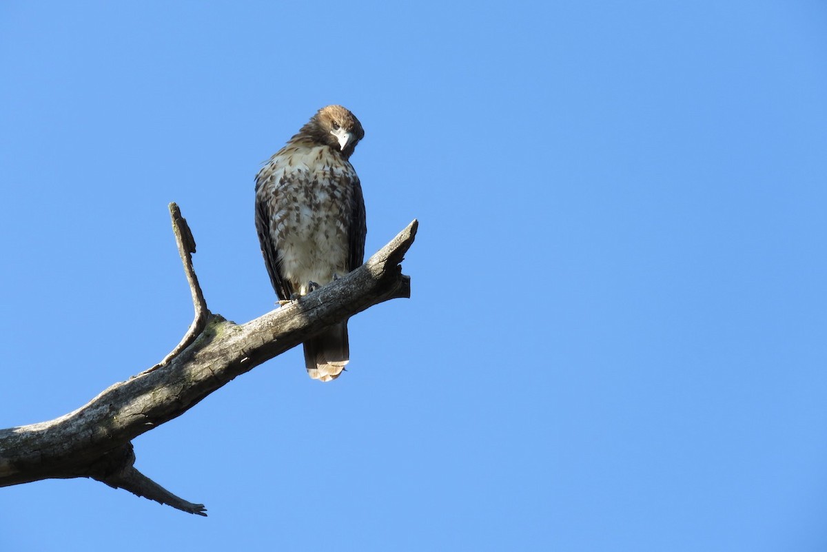 Red-tailed Hawk - ML256418271