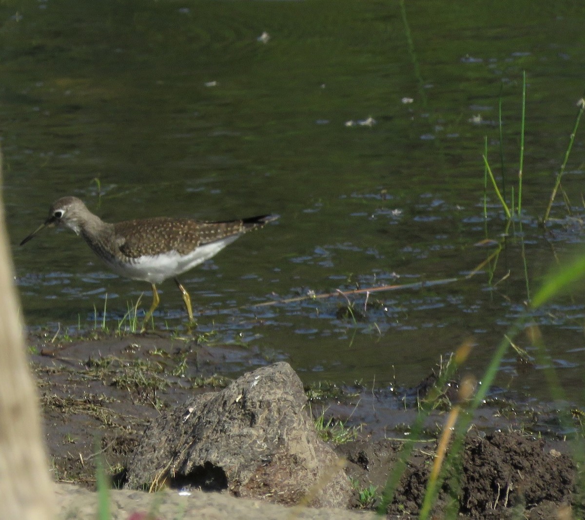 Solitary Sandpiper - Christina Vojta