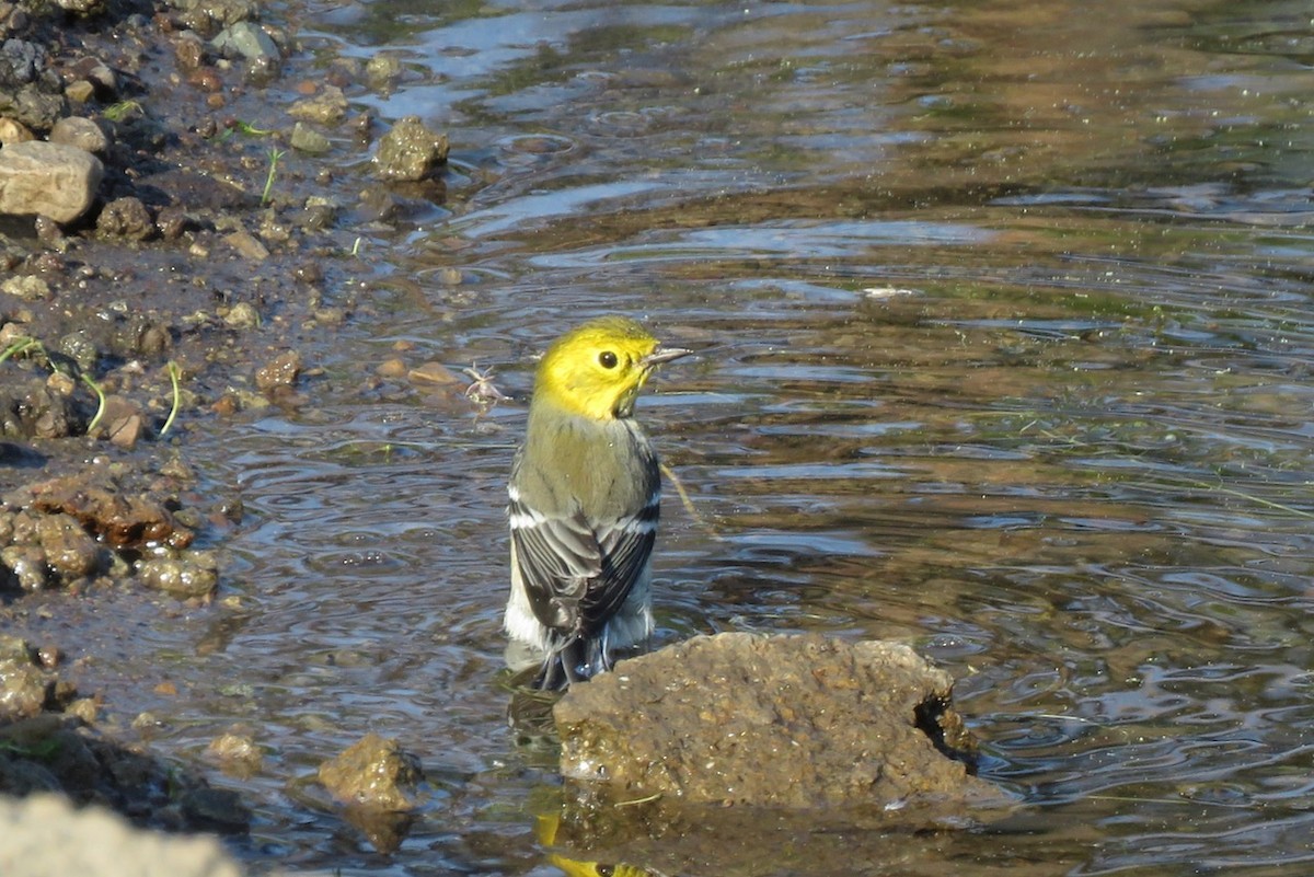 Hermit Warbler - ML256418501