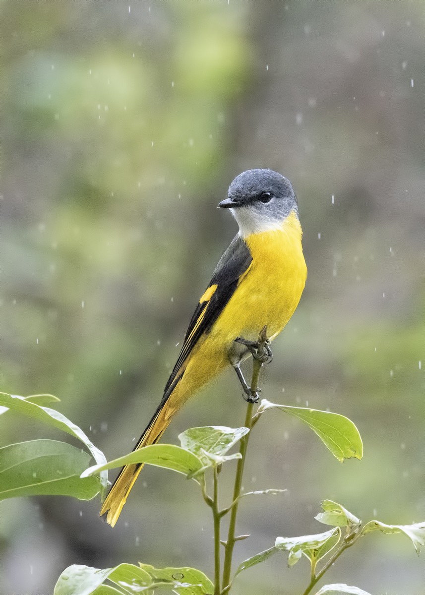 Gray-chinned Minivet - Carl Giometti 🍹