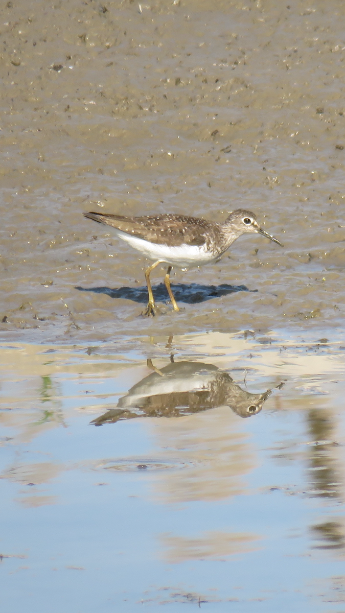 eremittsnipe - ML256420971