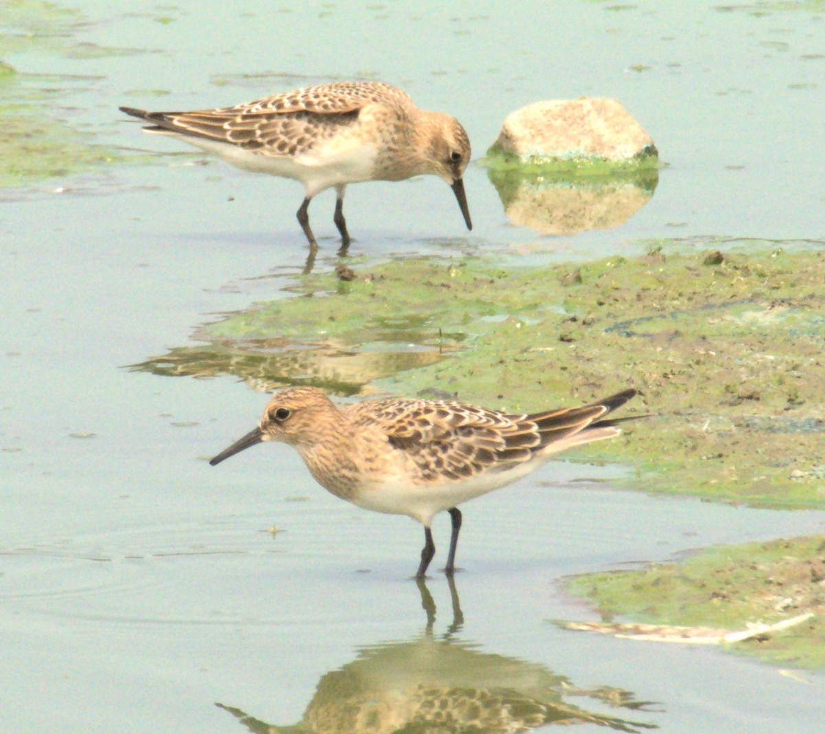 Baird's Sandpiper - ML256421261