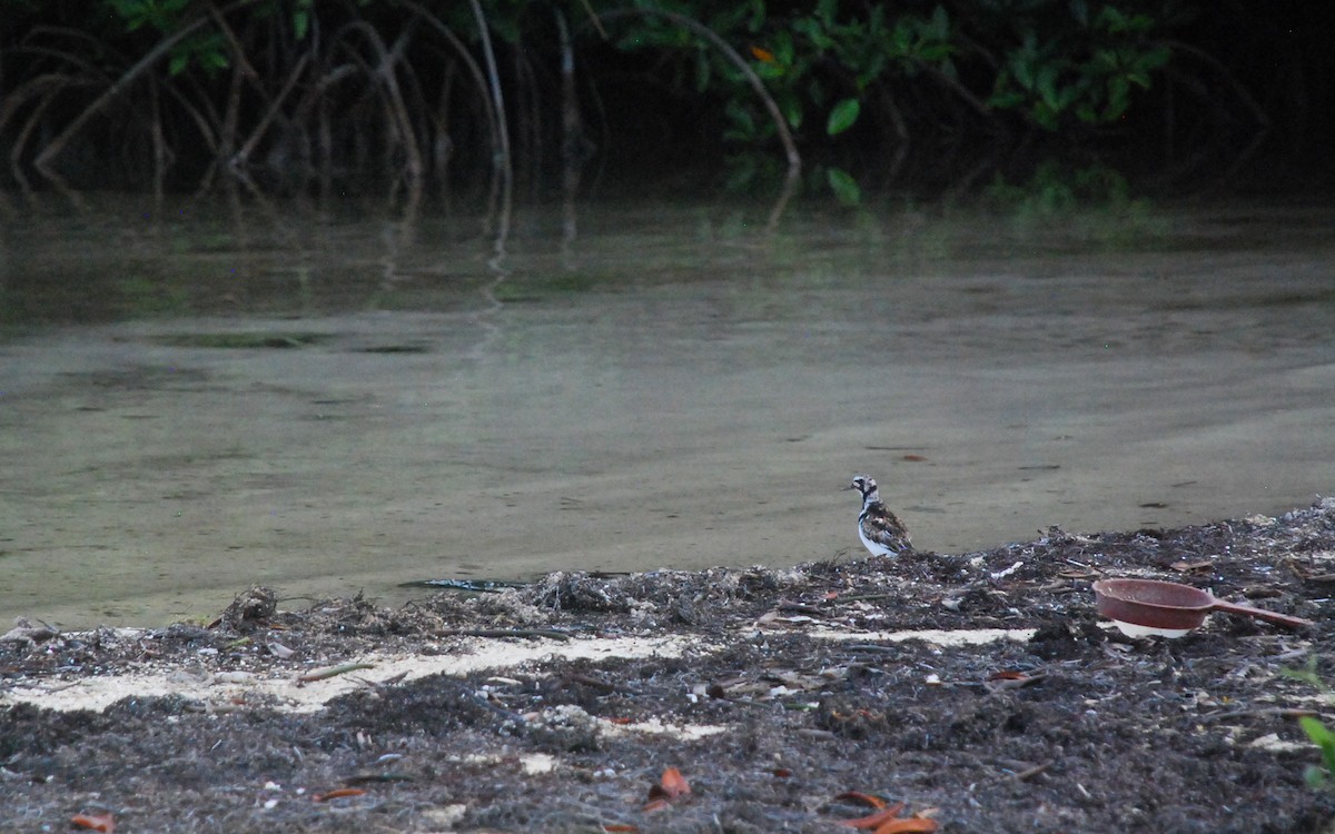 Ruddy Turnstone - ML256424281