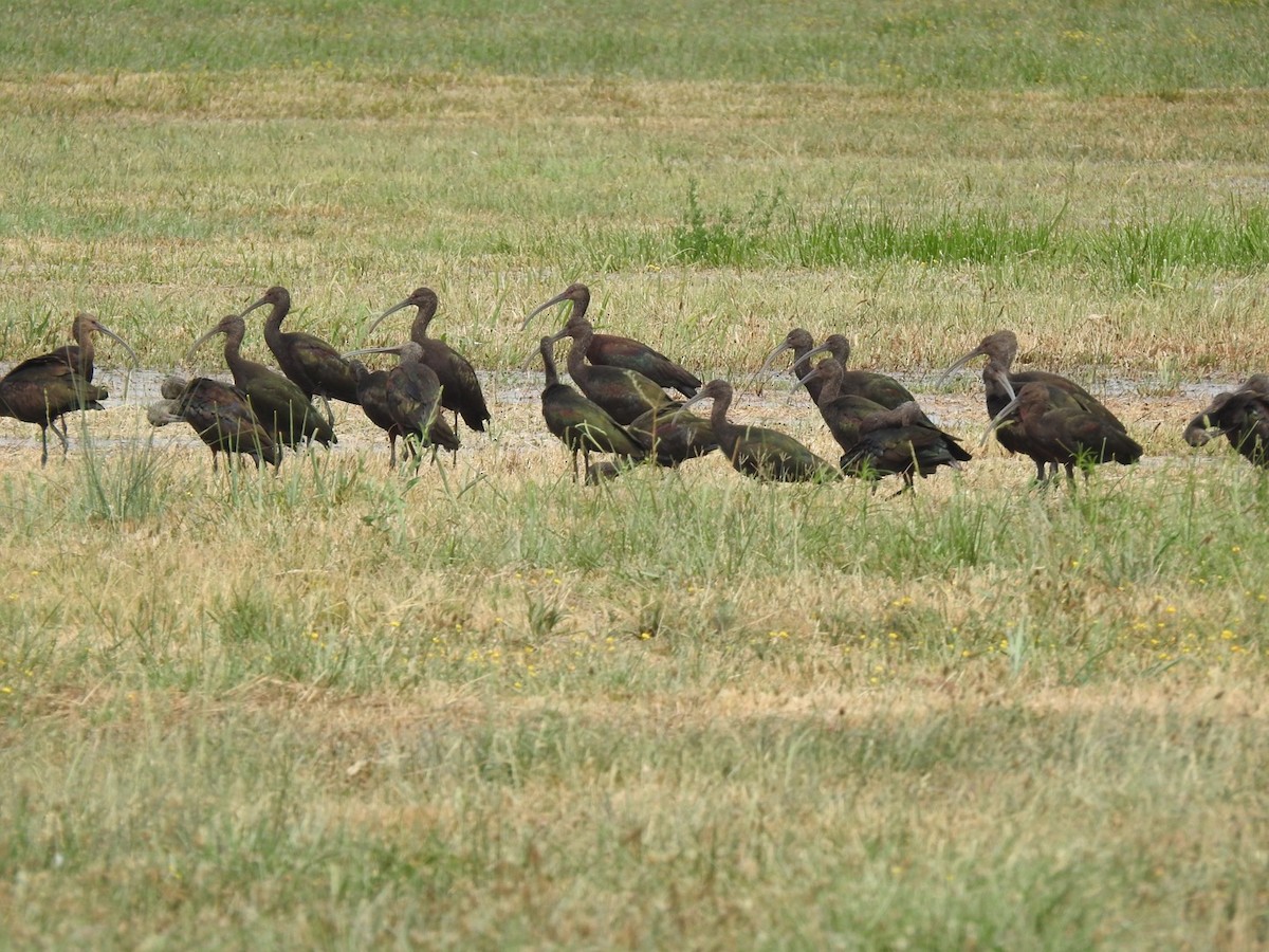 White-faced Ibis - Alex Henry