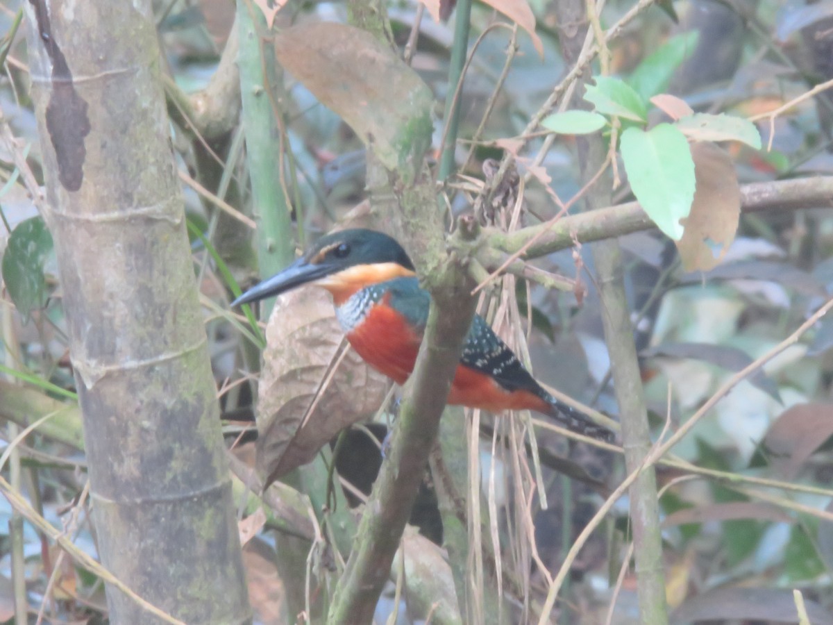 Green-and-rufous Kingfisher - Vincent Vos