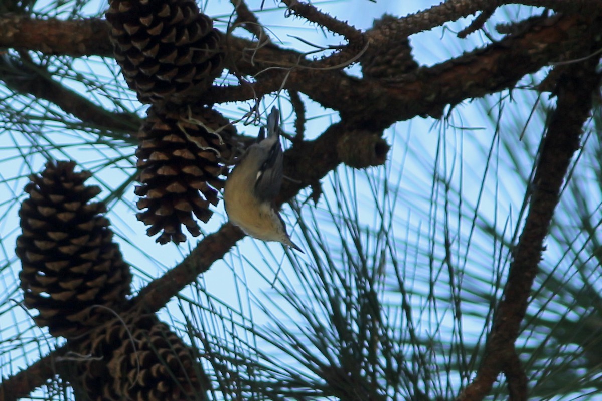 Brown-headed Nuthatch - ML256428411