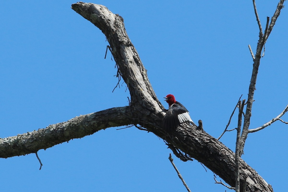Red-headed Woodpecker - ML256428441