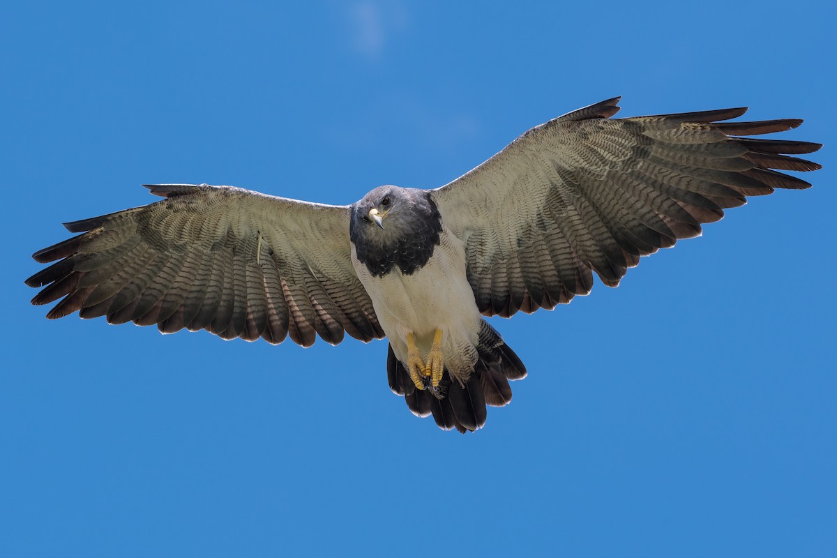 Black-chested Buzzard-Eagle - ML256429771