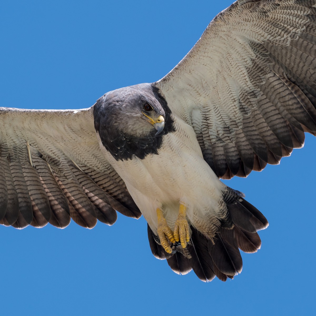 Black-chested Buzzard-Eagle - Omar E.  Ortiz